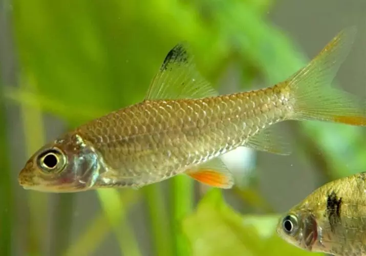 Barbus (71 fotot): Akvaariumi kalade tüübid Black Barbus ja õitsemine, Glofish ja Golden Barbus, oligolepis ja viiesuunaline. Kuidas eristada naist meestest? 22235_30