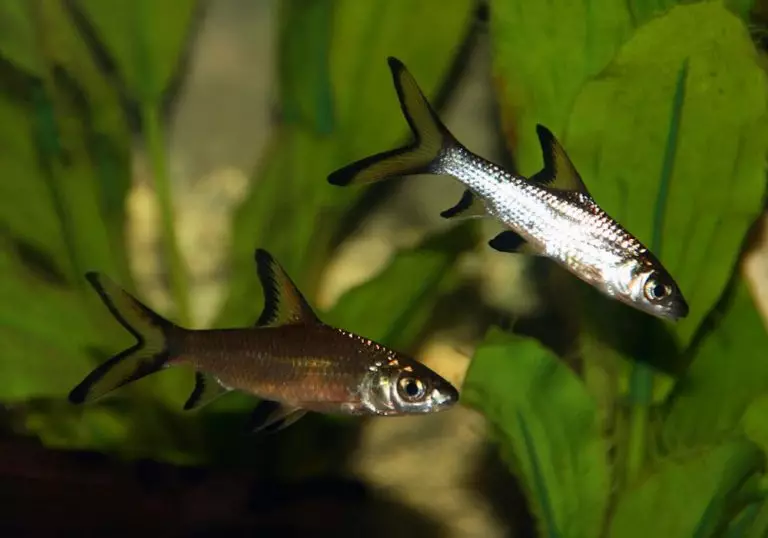 Barbus (71 fotot): Akvaariumi kalade tüübid Black Barbus ja õitsemine, Glofish ja Golden Barbus, oligolepis ja viiesuunaline. Kuidas eristada naist meestest? 22235_32