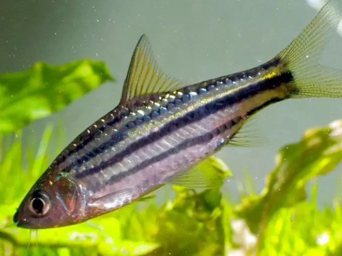 Barbus (71 fotot): Akvaariumi kalade tüübid Black Barbus ja õitsemine, Glofish ja Golden Barbus, oligolepis ja viiesuunaline. Kuidas eristada naist meestest? 22235_33