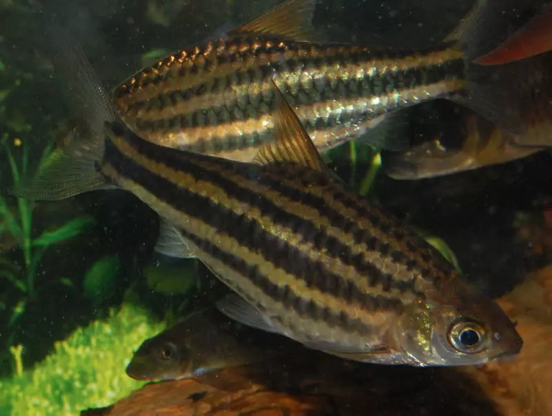 Барбус (71 фото): види акваріумних рибок барбус чорний і лещевідний, глофіш і золотий барбус, оліголепіс і пятіполосий. Як відрізнити самку від самця? 22235_34