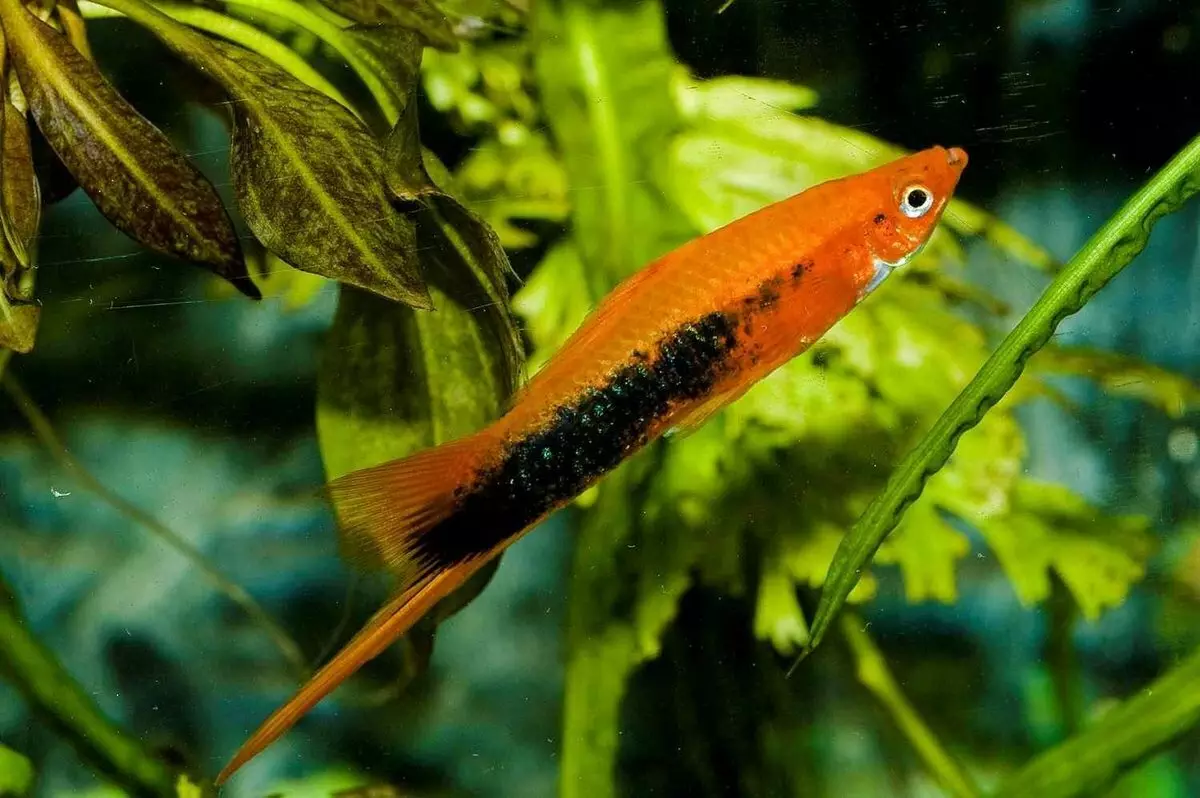 Barbus (71 Foto): Jenis Aquarium Ikan Black Barbus dan Blooming, Glofish dan Golden Barbus, Oligolepis dan lima arah. Bagaimana untuk membezakan seorang wanita dari lelaki? 22235_35