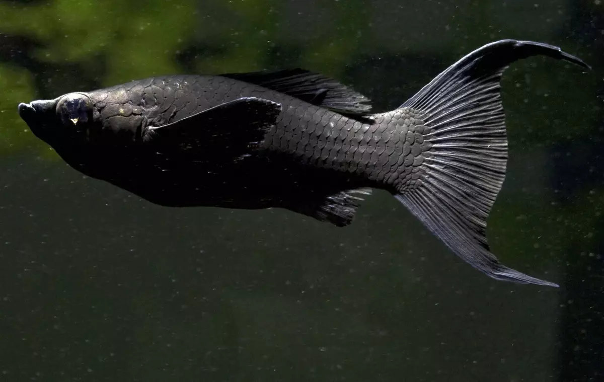 Barbus (71 Foto): Jenis Aquarium Ikan Black Barbus dan Blooming, Glofish dan Golden Barbus, Oligolepis dan lima arah. Bagaimana untuk membezakan seorang wanita dari lelaki? 22235_36