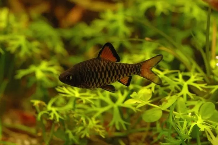 Barbus (71 fotot): Akvaariumi kalade tüübid Black Barbus ja õitsemine, Glofish ja Golden Barbus, oligolepis ja viiesuunaline. Kuidas eristada naist meestest? 22235_4