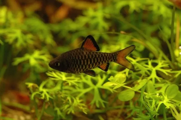 Barbus (71 Foto): Jenis Aquarium Ikan Black Barbus dan Blooming, Glofish dan Golden Barbus, Oligolepis dan lima arah. Bagaimana untuk membezakan seorang wanita dari lelaki? 22235_4