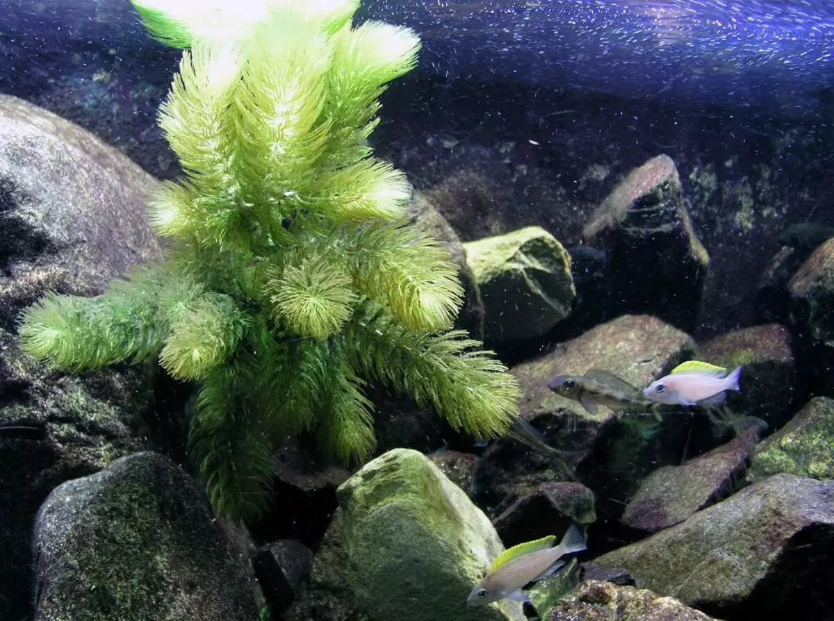 Растение роголистник в аквариуме