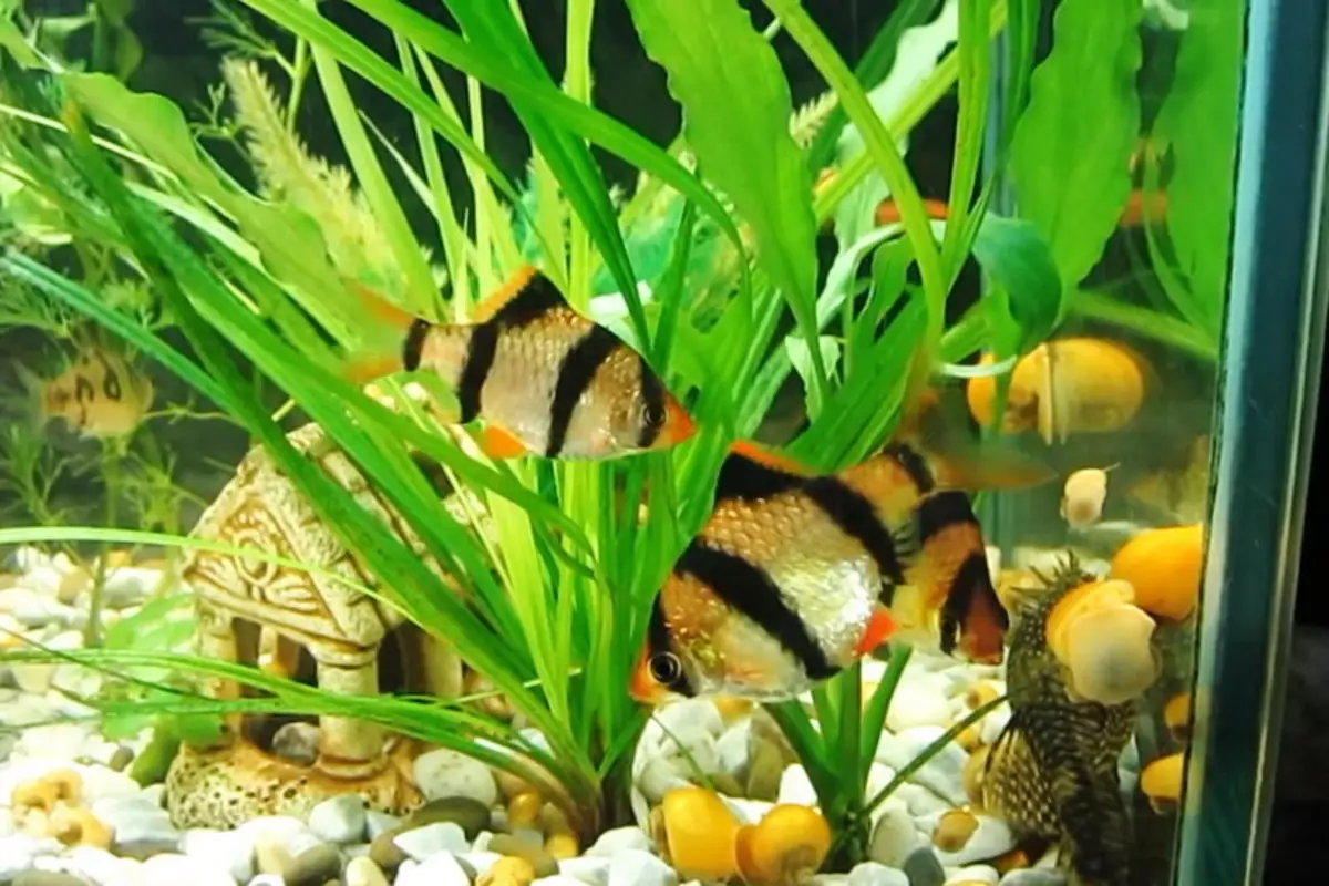 Barbus (71 Foto): Jenis Aquarium Ikan Black Barbus dan Blooming, Glofish dan Golden Barbus, Oligolepis dan lima arah. Bagaimana untuk membezakan seorang wanita dari lelaki? 22235_5