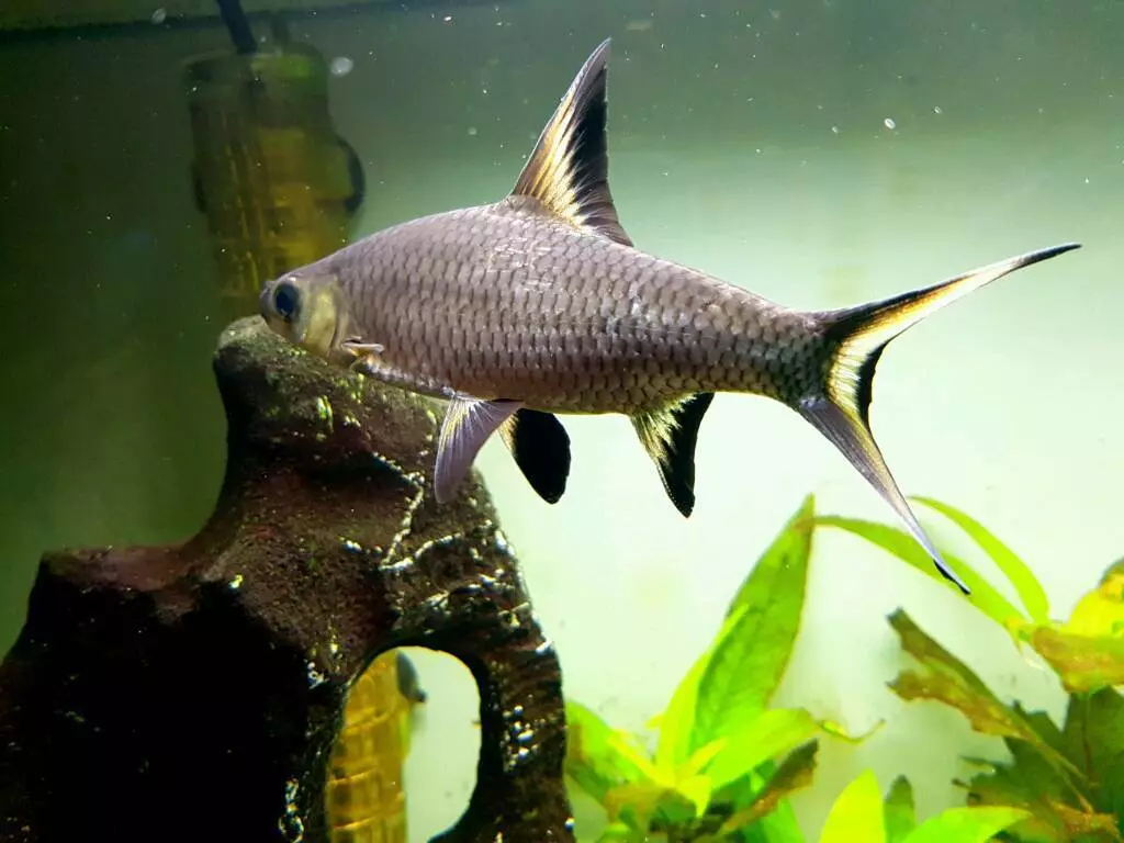 Barbus (71 Foto): Jenis Aquarium Ikan Black Barbus dan Blooming, Glofish dan Golden Barbus, Oligolepis dan lima arah. Bagaimana untuk membezakan seorang wanita dari lelaki? 22235_53