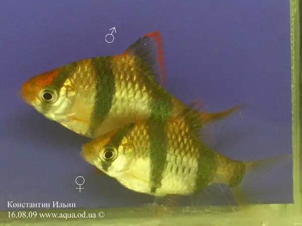 Barbus (71 Foto): Jenis Aquarium Ikan Black Barbus dan Blooming, Glofish dan Golden Barbus, Oligolepis dan lima arah. Bagaimana untuk membezakan seorang wanita dari lelaki? 22235_59