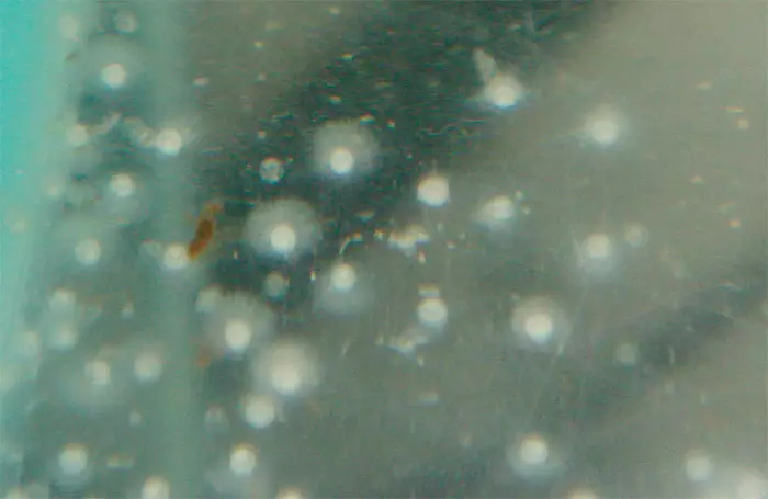 Barbus (71 fotot): Akvaariumi kalade tüübid Black Barbus ja õitsemine, Glofish ja Golden Barbus, oligolepis ja viiesuunaline. Kuidas eristada naist meestest? 22235_63