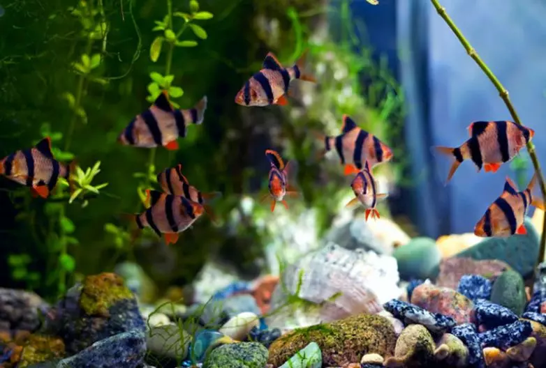 Барбус (71 фото): види акваріумних рибок барбус чорний і лещевідний, глофіш і золотий барбус, оліголепіс і пятіполосий. Як відрізнити самку від самця? 22235_67