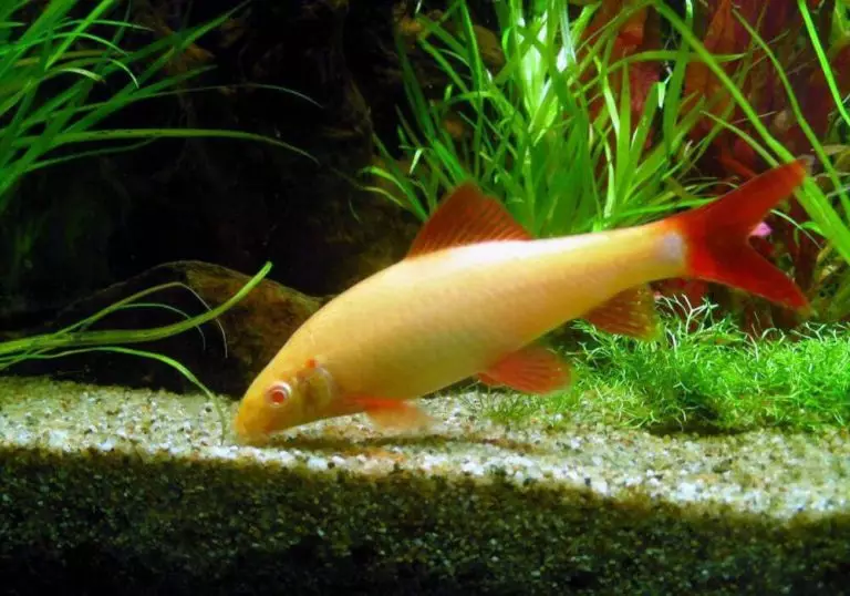 Barbus (71 Foto): Jenis Aquarium Ikan Black Barbus dan Blooming, Glofish dan Golden Barbus, Oligolepis dan lima arah. Bagaimana untuk membezakan seorang wanita dari lelaki? 22235_68