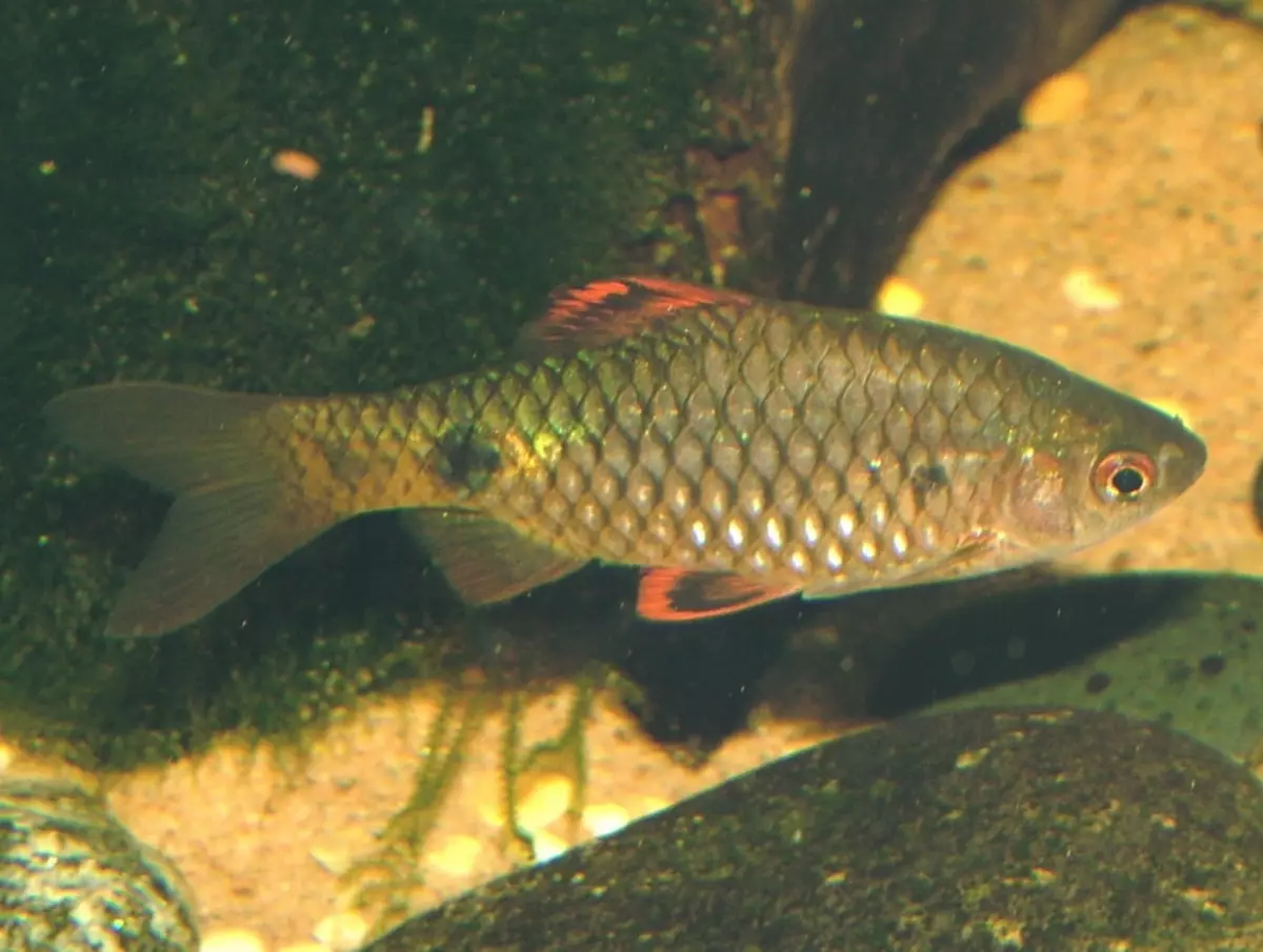 Barbus (71 fotot): Akvaariumi kalade tüübid Black Barbus ja õitsemine, Glofish ja Golden Barbus, oligolepis ja viiesuunaline. Kuidas eristada naist meestest? 22235_7