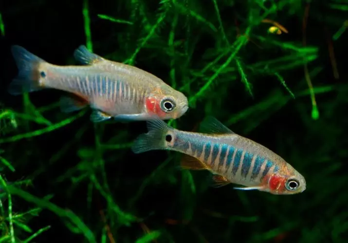 Kako razlikovati žensko Danio od moškega? 16 fotografij Kako določiti tla akvarija? Dramen razlika fanta Danio-River od dekleta 22236_7