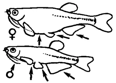 Kako razlikovati žensko Danio od moškega? 16 fotografij Kako določiti tla akvarija? Dramen razlika fanta Danio-River od dekleta 22236_9