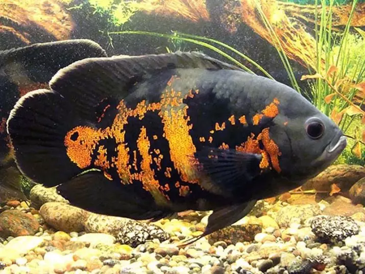 Cichlids (37 Fotoen): Beschreiwung vum Aquarium Fësch vum Cichlovy, d'Nimm vun de friddleche Fësch. Wéi vill wunnt Dir a wéi eng Waassertemperatur sollt am Aquarium sinn? Wéi eng weiblech aus dem männlechen z'ënnerscheeden? 22237_10