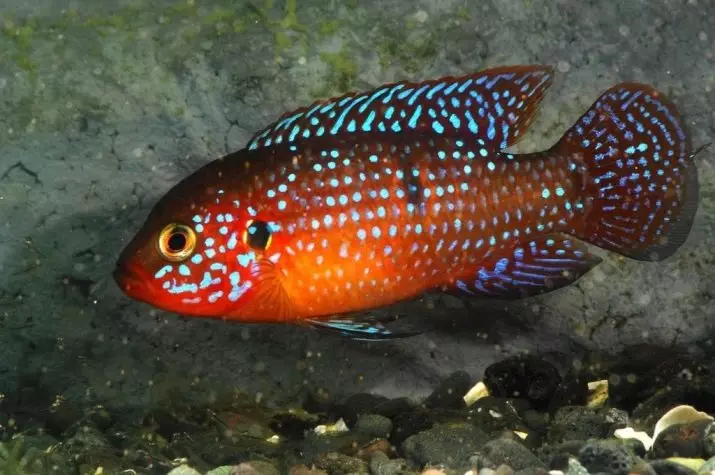 Cichlids (37 Fotoen): Beschreiwung vum Aquarium Fësch vum Cichlovy, d'Nimm vun de friddleche Fësch. Wéi vill wunnt Dir a wéi eng Waassertemperatur sollt am Aquarium sinn? Wéi eng weiblech aus dem männlechen z'ënnerscheeden? 22237_11