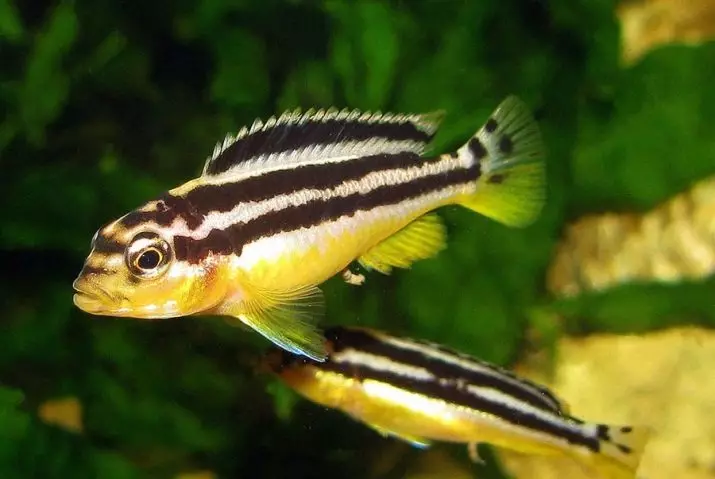 Cichlids (37 Fotoen): Beschreiwung vum Aquarium Fësch vum Cichlovy, d'Nimm vun de friddleche Fësch. Wéi vill wunnt Dir a wéi eng Waassertemperatur sollt am Aquarium sinn? Wéi eng weiblech aus dem männlechen z'ënnerscheeden? 22237_14