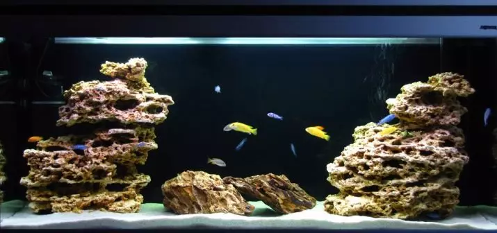 Cichlids (37 Fotoen): Beschreiwung vum Aquarium Fësch vum Cichlovy, d'Nimm vun de friddleche Fësch. Wéi vill wunnt Dir a wéi eng Waassertemperatur sollt am Aquarium sinn? Wéi eng weiblech aus dem männlechen z'ënnerscheeden? 22237_18