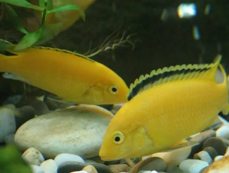 Cichlids (37 Fotoen): Beschreiwung vum Aquarium Fësch vum Cichlovy, d'Nimm vun de friddleche Fësch. Wéi vill wunnt Dir a wéi eng Waassertemperatur sollt am Aquarium sinn? Wéi eng weiblech aus dem männlechen z'ënnerscheeden? 22237_30