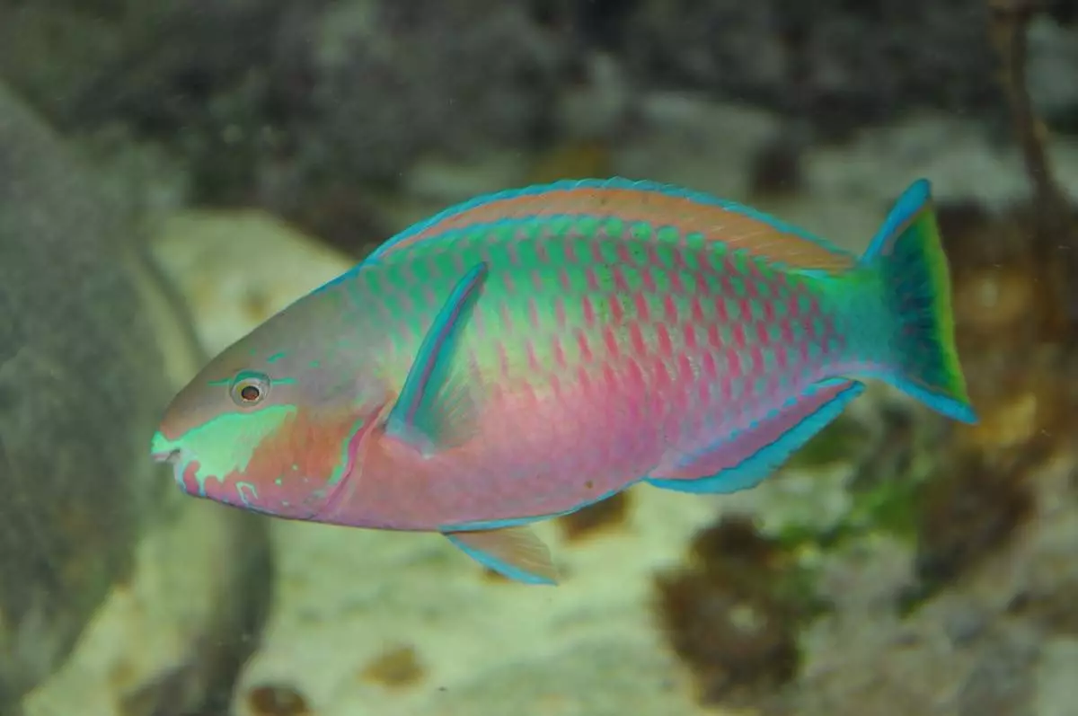 Labidochromis Hello (Picha 20): Sanaa ya samaki ya aquarium ya njano, utangamano na cichlids nyingine, tofauti za wanaume na wanawake, uvuvi 22239_11