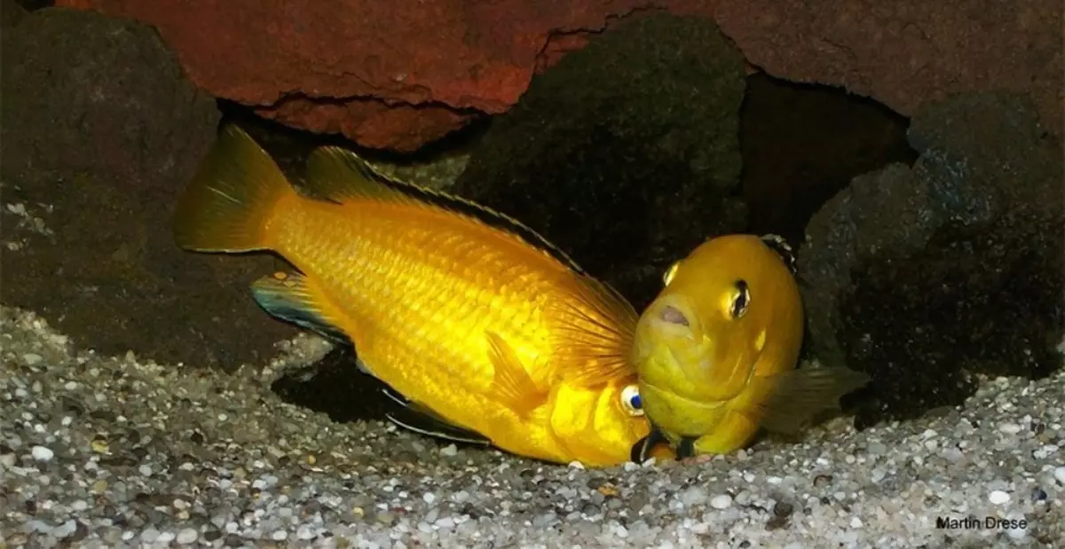 Labidochromis Hello (Picha 20): Sanaa ya samaki ya aquarium ya njano, utangamano na cichlids nyingine, tofauti za wanaume na wanawake, uvuvi 22239_18
