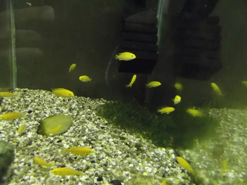 Labidochromis Halló (20 myndir): Innihald gult fiskabúrs fiskur, eindrægni við önnur cichlids, munurinn á körlum og konum, fiskveiðum 22239_19