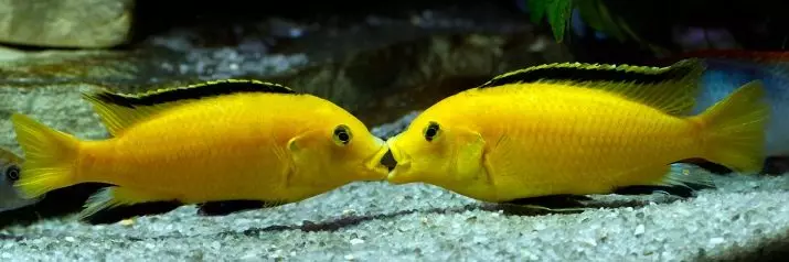 Labidochromis Hello (20 kuvaa): Keltaisen akvaarion kalojen sisältö, yhteensopivuus muiden cichlidien kanssa, miesten ja naisten, kalastuksen eroja 22239_2