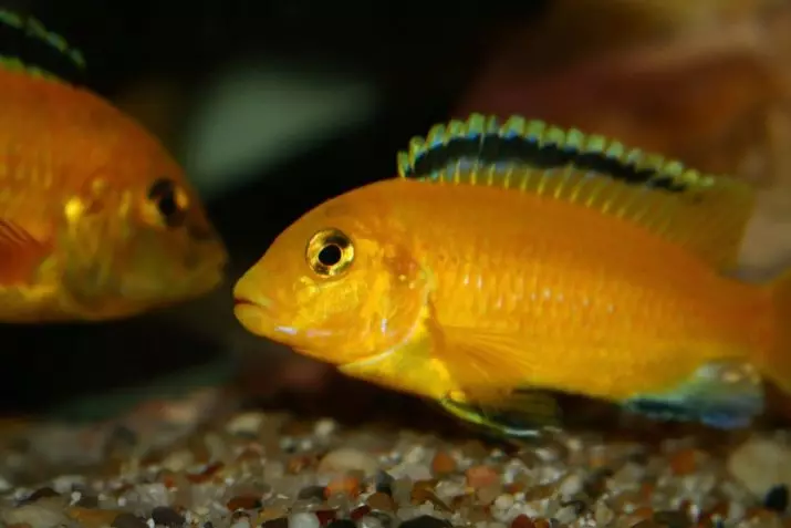 LabidOchromis Xin chào (20 ảnh): Nội dung của cá thủy sinh màu vàng, khả năng tương thích với các loài cichlid khác, sự khác biệt của nam và nữ, thủy sản 22239_20
