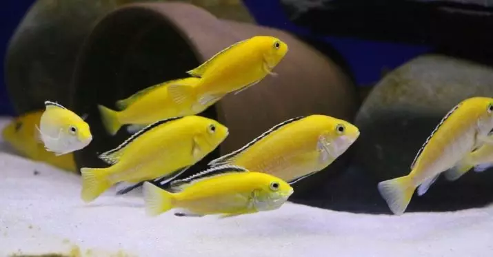 Labidochromis Hello (20 장의 사진) : 노란 수족관 물고기의 내용, 다른 시클리드와의 호환성, 남성 및 여성의 차이, 어업 22239_3