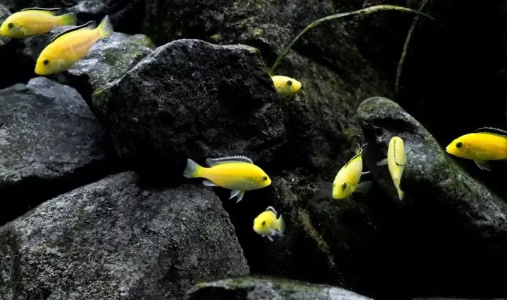 Labidochromis hallo (20 foto's): die inhoud van geel akwariumvis, verenigbaarheid met ander cichlide, die verskille van mans en vroue, vissery 22239_4