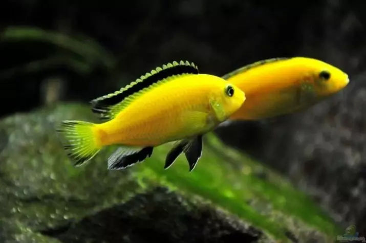 Labidochromis Hello (20 φωτογραφίες): Το περιεχόμενο των κίτρινου ψαριού ενυδρείου, συμβατότητα με άλλες κιχλίδες, τις διαφορές των ανδρών και των θηλυκών, την αλιεία 22239_5