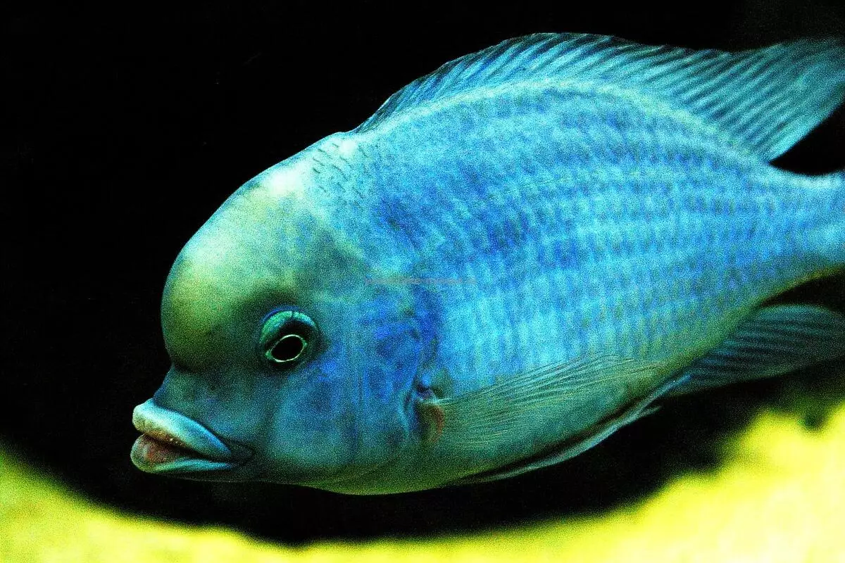 Labidochromis Hello (20 slike): sadržaj žute akvarij riba, kompatibilnost sa ostalim ciklidima, razlike muškaraca i žena, ribarstva 22239_6
