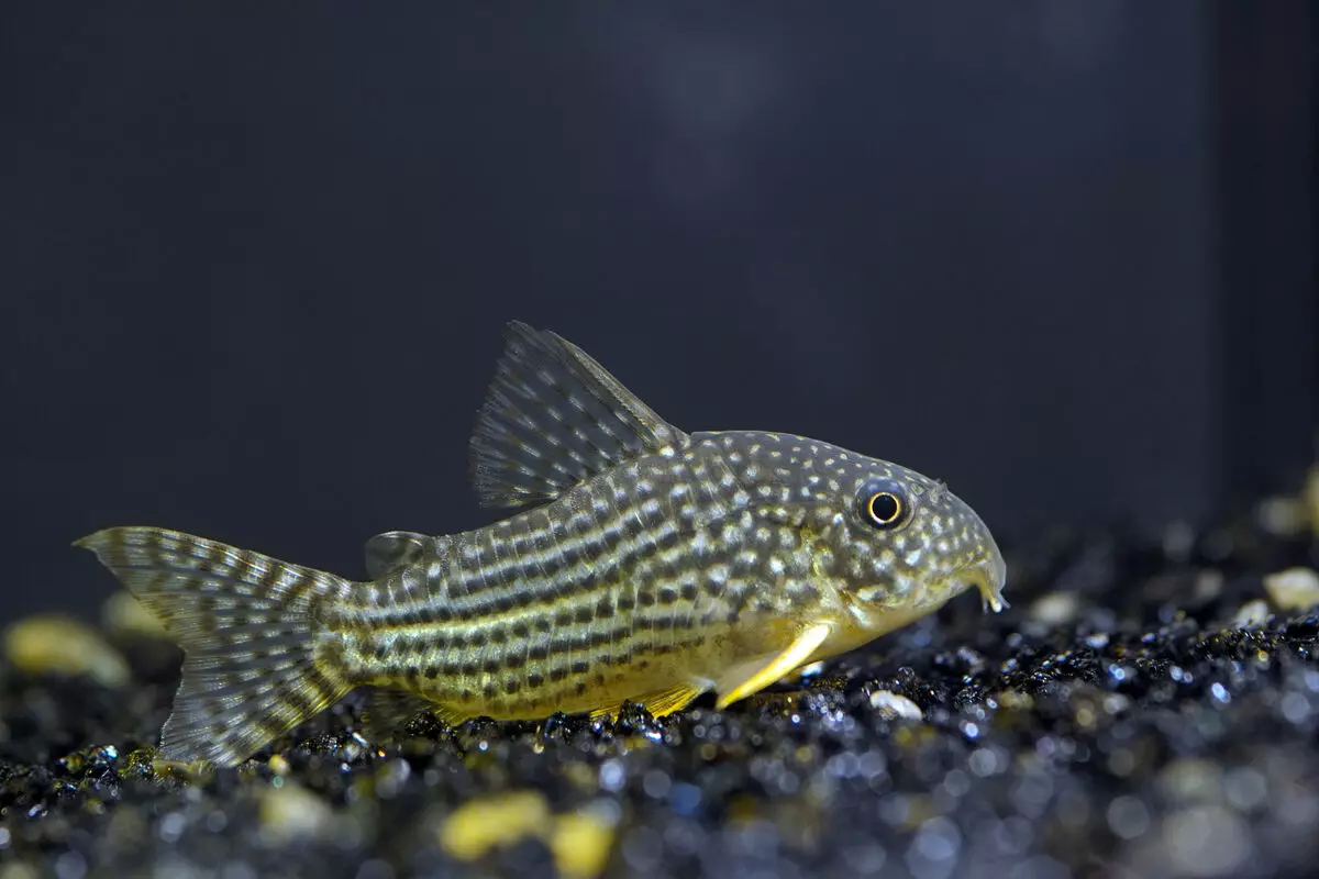 Лабидохромис еллоу (20 фота): змест жоўтых акварыўмных рыбак, сумяшчальнасць з іншымі цыхлідаў, адрозненні самцоў і самак, размнажэнне рыб 22239_8