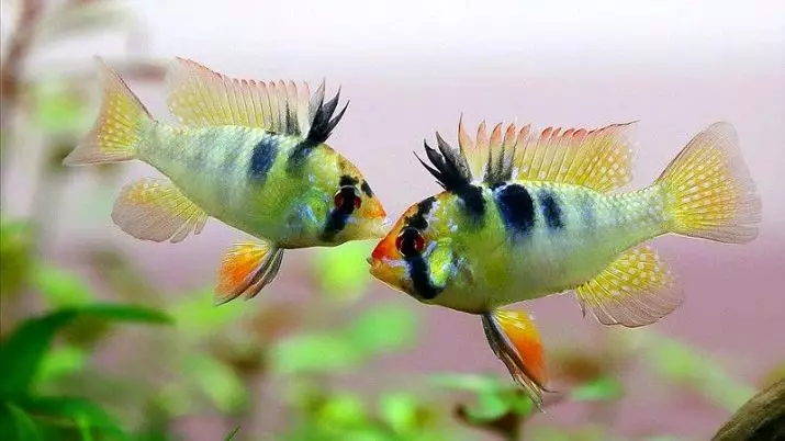 Raminzia Apistogram (23 fotek): Fish obsah Chromis-motýl, chovné akvarijní ryby z rodiny Cychlidu, kompatibilita s jinými rybami 22242_20