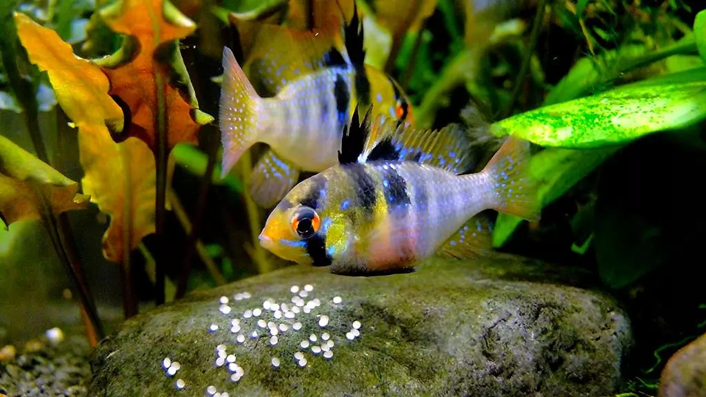 Raminzia Apistogram (23 fotek): Fish obsah Chromis-motýl, chovné akvarijní ryby z rodiny Cychlidu, kompatibilita s jinými rybami 22242_22