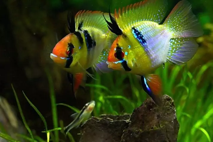 Raminzia Apistogram (23 fotek): Fish obsah Chromis-motýl, chovné akvarijní ryby z rodiny Cychlidu, kompatibilita s jinými rybami 22242_8