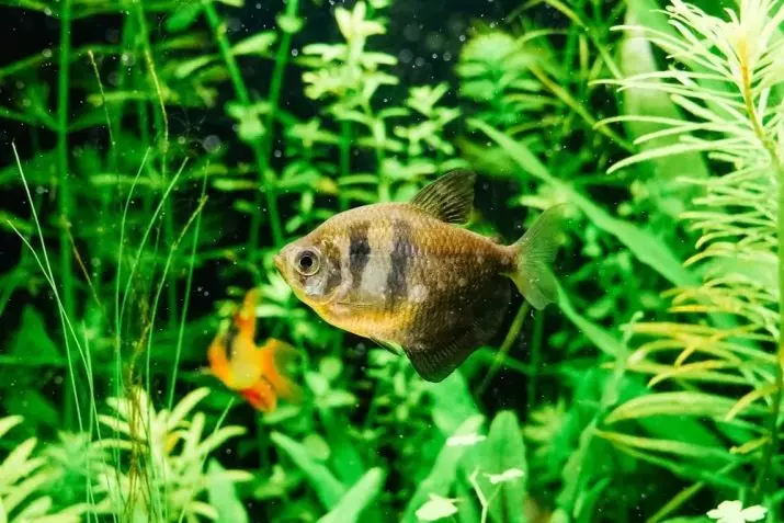 Straling van Terektunition (14 foto's): Hoe vissen te kweken thuis? Tips voor beginners, ontwikkelingsstadium van aquarium bak 22245_14