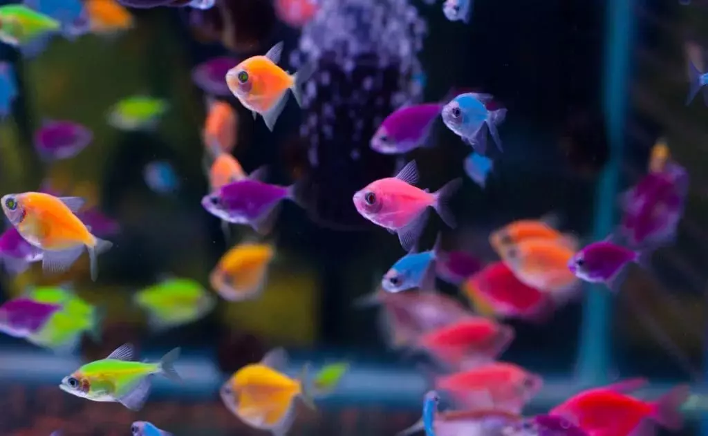 Straling van Terektunition (14 foto's): Hoe vissen te kweken thuis? Tips voor beginners, ontwikkelingsstadium van aquarium bak 22245_3