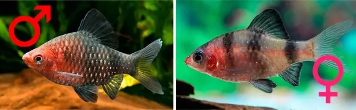Sevanje Terektunition (14 fotografij): Kako gojiti ribe doma? Nasveti za začetnike, stopnja razvoja akvarija Fry 22245_6