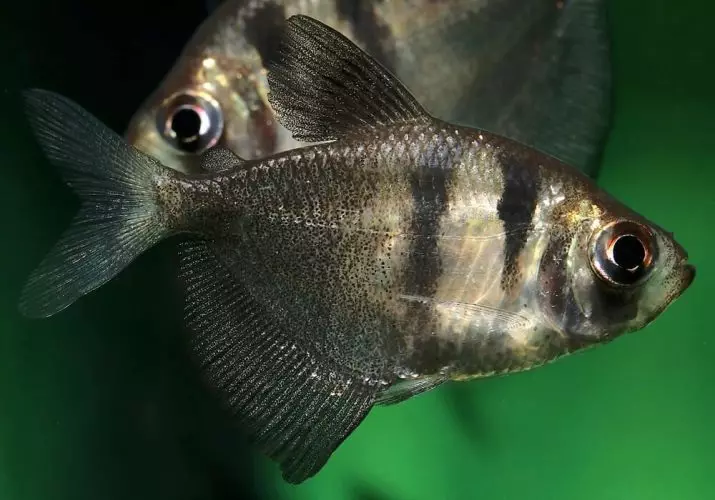 Radaíocht na TerekTunition (14 grianghraf): Conas éisc a phórú sa bhaile? Leideanna do thosaitheoirí, céim d'fhorbairt Aquarium Fry 22245_7