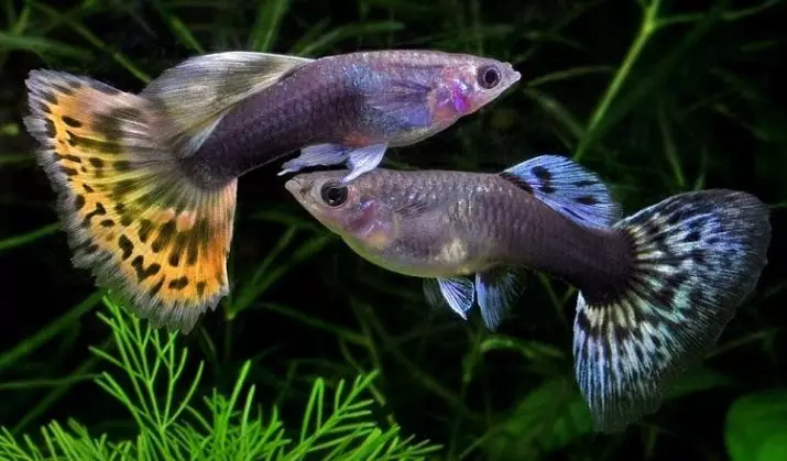 Guppies (70 sary): fisafidianana trondro aquarium. Fa maninona no misy 