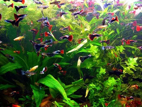 GUFPIES (70 Mga Litrato): Pagpili sa Aquarium Fish. Ngano nga ang 