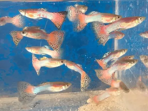 गुप्पी (70 फोटो): मछलीघर मछली का चयन। एक्वैरियम के तल पर 