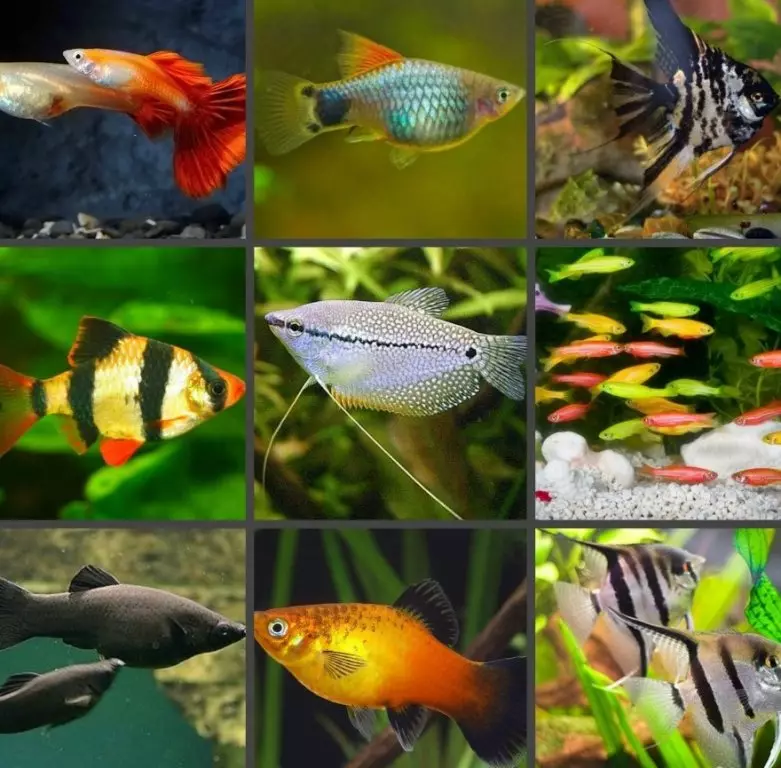 Guppies (70 kuvaa): Akvaarion kalojen valinta. Miksi 