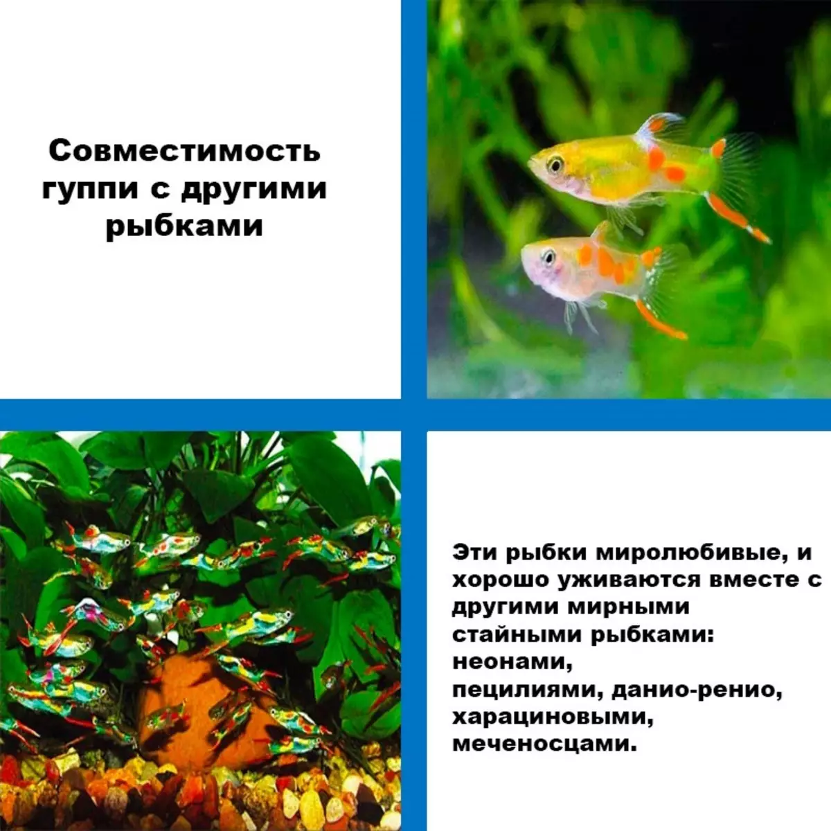 Guppies (70 nuotraukų): akvariumo žuvų pasirinkimas. Kodėl 
