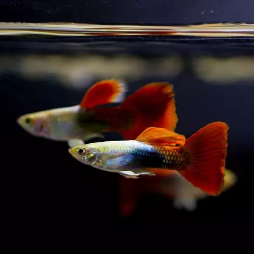 Guppies (70 fotografií): výber akvarijných rýb. Prečo sú 