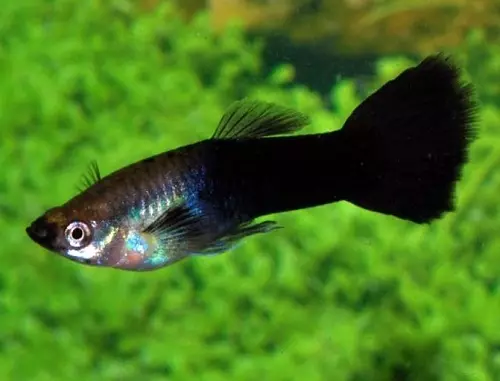 Ama-guppies (izithombe ezingama-70): Ukukhetha izinhlanzi ze-aquarium. Kungani 