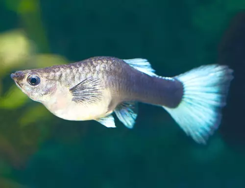 GUPPIES（70写真）：水族館の魚の選択。 「Gupedi」が水族館の底にあるのはなぜですか？ GUPPYはどのようなものですか？なぜ魚の尾が崩壊しているのですか？ 22247_29