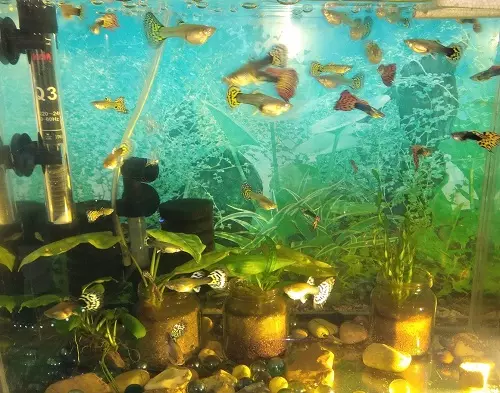 Guppies (70 grianghraf): Roghnú iasc aquarium. Cén fáth a bhfuil 