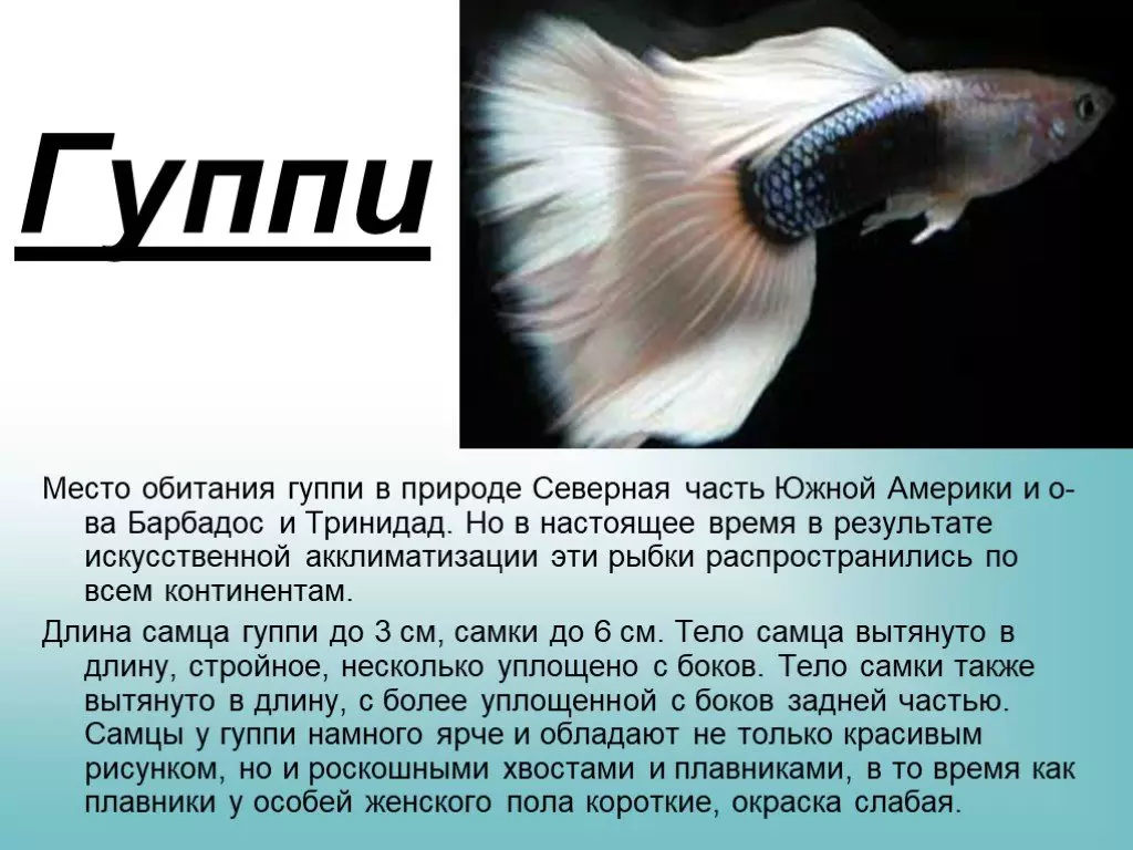 Гуппис (70 сүрөт): аквариум балыктарын тандоо. Эмне үчүн 